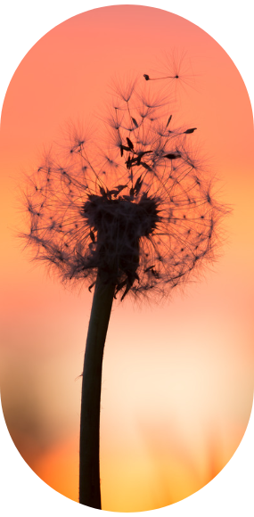 Dekoratives Bild // Netzwerk als Pusteblume dargestellt mit einem warmen, wohligen Hintergrund.